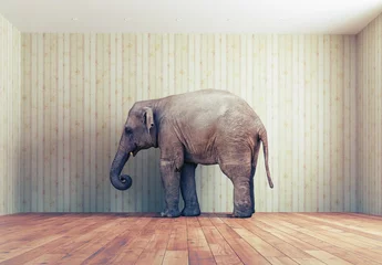 Papier Peint photo Lavable Éléphant un éléphant dans la chambre