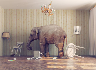 Plakaty  słoń w pokoju