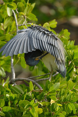 Naklejka premium Little Blue Heron (Egretta caerulea)