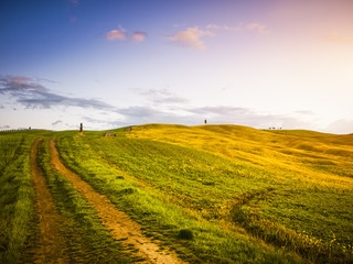 Fototapeta premium Field in Tuscany