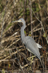 Great Blue Heron (Ardea herodias)