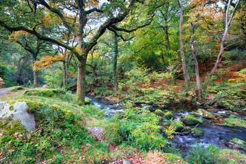 Dewerstone Woods on Dartmoor