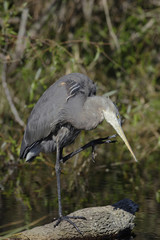 Great Blue Heron (Ardea herodias)
