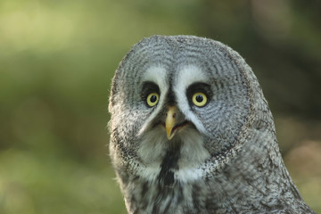 Great Gray Owl (Strix nebulosa)