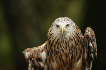 Red kite (Milvus milvus)