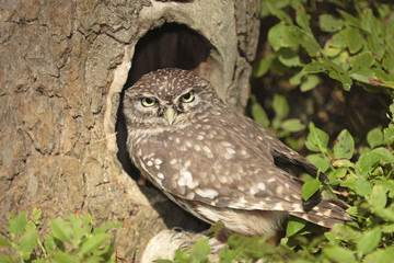 Pigmy Owl (Glaucidium passerinum) 