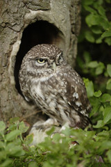Pigmy Owl (Glaucidium passerinum) 