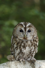Tengmalms owl (Aegolius funereus)