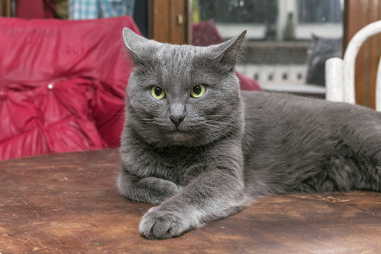 Grey cat on table