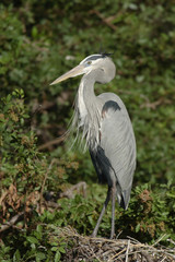 Fototapeta premium Great Blue Heron (Ardea herodias)