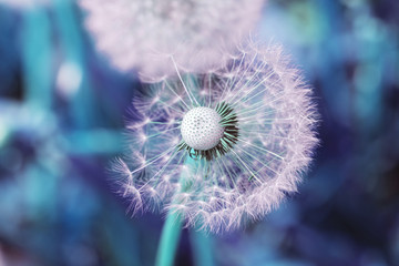 White dandelion in pink and blue