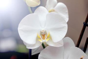 Naklejka na ściany i meble Flower white blooming orchids