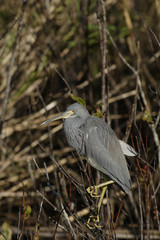 Great Blue Heron (Ardea herodias)