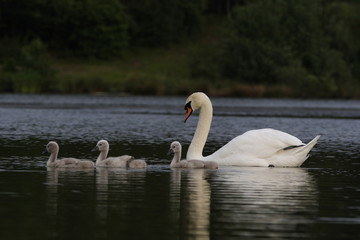 Mute Swans (Cygnus olor)