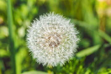 Big dandelion