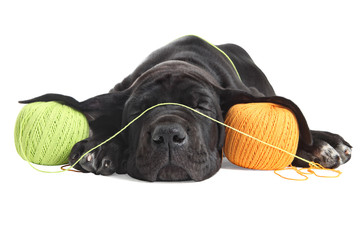 Weary puppy great dane black sleeps about colored threads balls. - obrazy, fototapety, plakaty