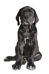 One black German mastiff  puppy on white background