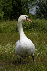 Mute Swans (Cygnus olor)