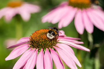 Echinacea purpurea or purple coneflower in garden