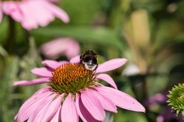 Echinacea purpurea or purple coneflower in garden