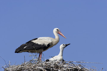 White Stork (Ciconia ciconia)