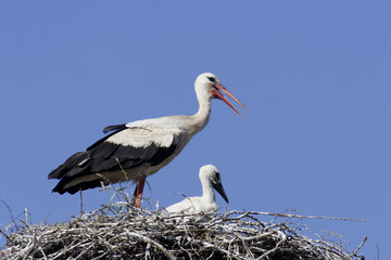 White Stork (Ciconia ciconia)