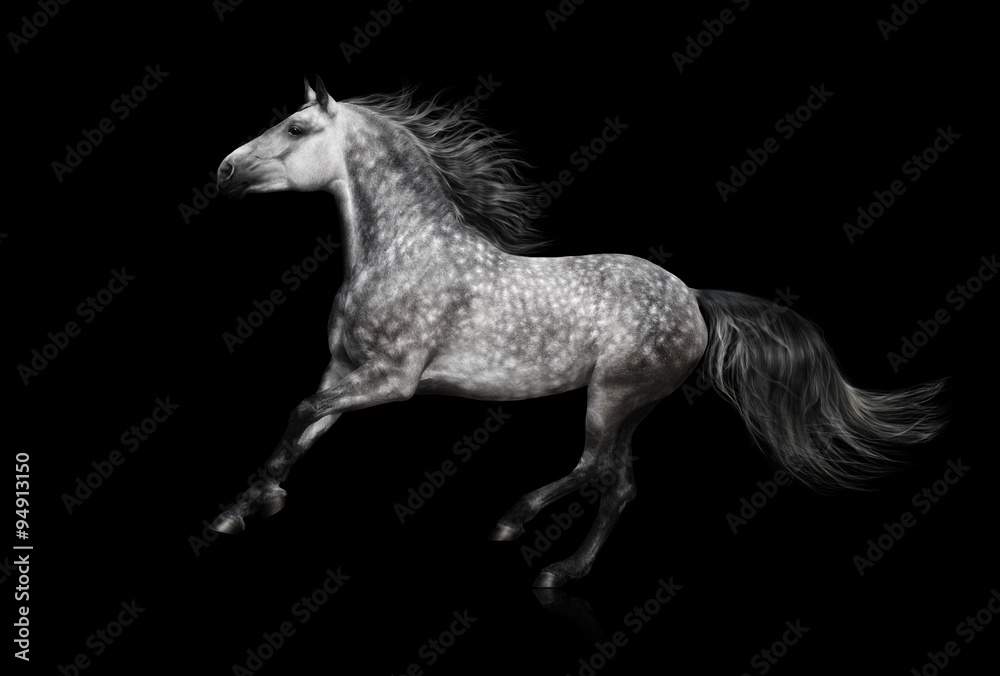 Canvas Prints The grey Andalusian stallion gallops on black background