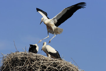 White Stork (Ciconia ciconia)