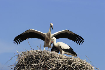 White Stork (Ciconia ciconia)