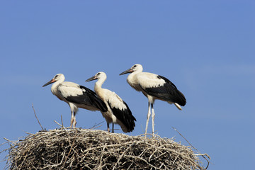 White Stork (Ciconia ciconia)