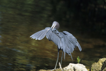 Tricolored Heron (Egretta tricolor)