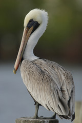 white pelicans (Pelecanus onocrotalus) 