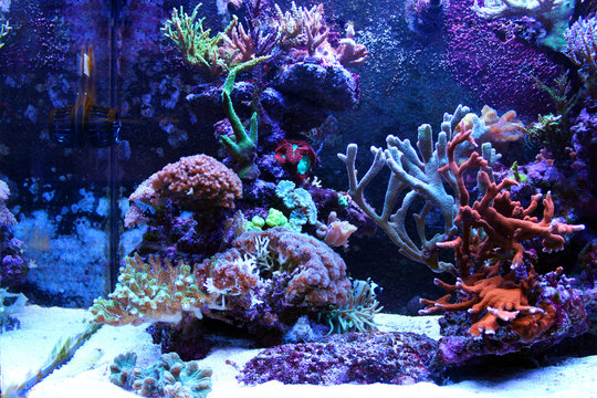 Coral reef aquarium scene