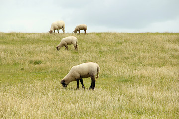 Fototapeta premium White sheep