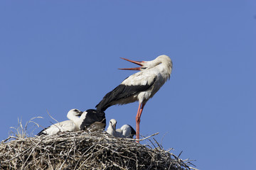 White Stork (Ciconia ciconia)