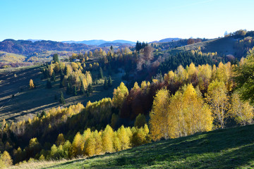Autumn scene, colorful trees on the hill in Sirnea village, Romania