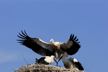 White Stork (Ciconia ciconia)