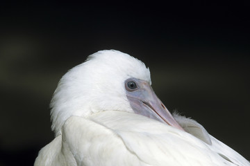 ,Roseate spoonbill,(Ajaia ajaja) 