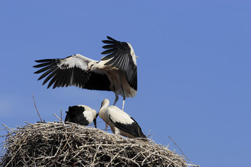 White Stork (Ciconia ciconia)
