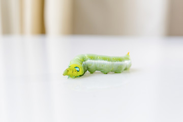 the green caterpillar crawling on the mirror floor  with the curtain background