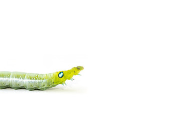 Isolate of green caterpillar crawling on the white background