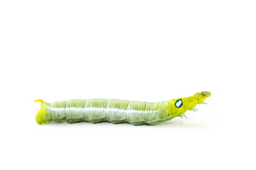 Isolate of green caterpillar crawling on the white background