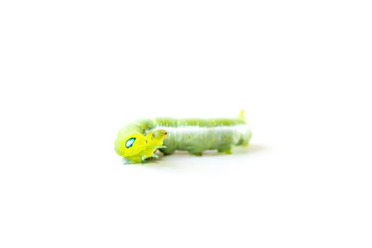 Isolate of green caterpillar crawling on the white background