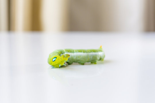 the green caterpillar crawling on the mirror floor  with the curtain background