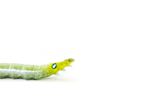 Isolate of green caterpillar crawling on the white background