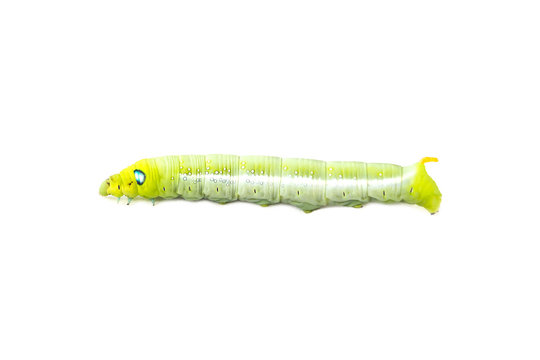 Isolate of green caterpillar crawling on the white background