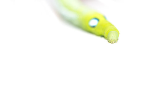Isolate of green caterpillar crawling on the white background