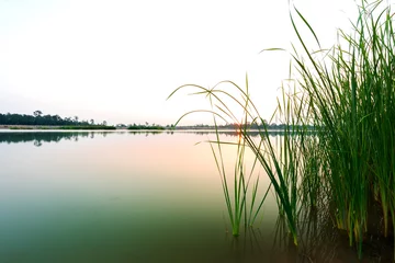 Foto op Plexiglas Papyrus at the wetland © peangdao