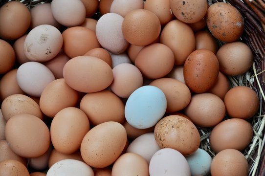 Eier von Hühnern