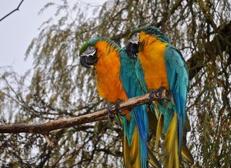 Zwei Aras (Gelbbrustaras) sitzen auf Ast